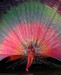 king_queen_x-09