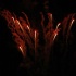 bacchanal_wed_2007-185