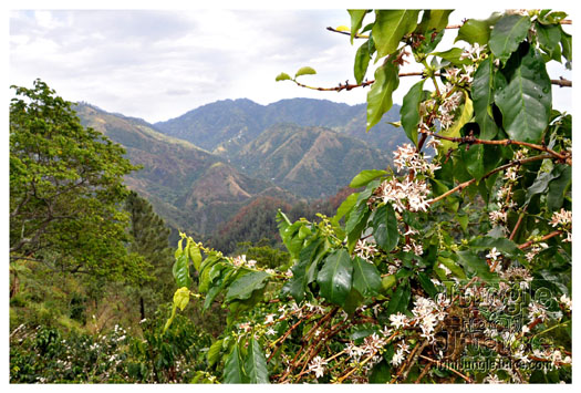 3-blue_mountain-018