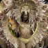 vincy_mas_tuesday_2014-057